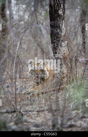 Bengal-Tiger, ein Auge auf die Beute in den wilden Wald des Ranthambhore, Indien. (Panthera Tigris) Stockfoto