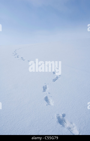 Fußabdrücke auf Schneefeld Stockfoto