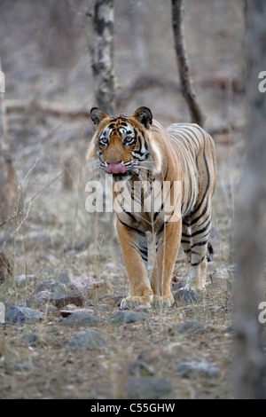 Bengal-Tiger, ein Auge auf die Beute in den wilden Wald des Ranthambhore, Indien. (Panthera Tigris) Stockfoto