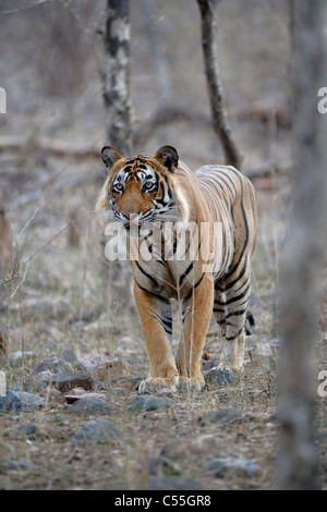 Bengal-Tiger, ein Auge auf die Beute in den wilden Wald des Ranthambhore, Indien. (Panthera Tigris) Stockfoto