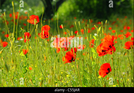 Frische rote Welpen Wiese, natürliche Frühlingslandschaft, Blumenwiese im sonnigen Wald Stockfoto