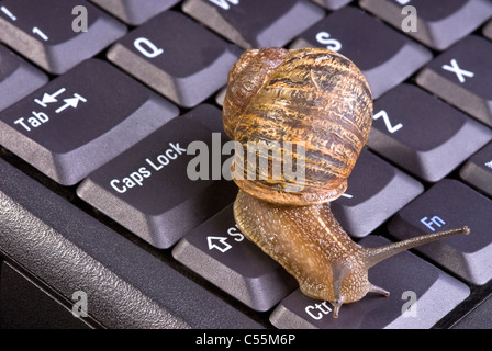 Gemeinsamen braune Schnecke auf Computer-Tastatur. Stockfoto