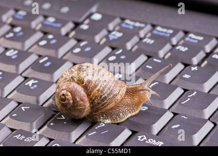 Gemeinsamen braune Schnecke auf Computer-Tastatur. Stockfoto
