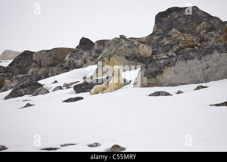 Weiblicher Eisbär (Ursus Maritimus) nursing der Cub im Schnee, Holmiabukta, Spitzbergen, Svalbard-Inseln, Norwegen Stockfoto