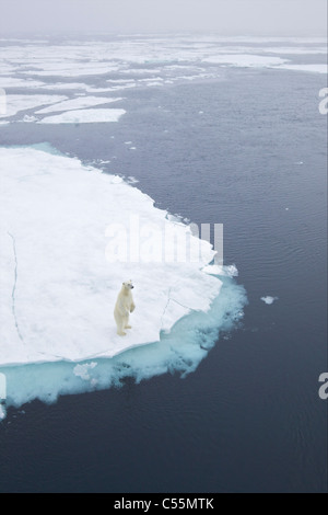 Erhöhte Ansicht eines Eisbären (Ursus Maritimus) an der Küste, Spitzbergen, Svalbard-Inseln, Norwegen Stockfoto