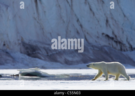 Eisbär (Ursus Maritimus) zu Fuß auf der Küste, Holmiabukta, Spitzbergen, Svalbard-Inseln, Norwegen Stockfoto