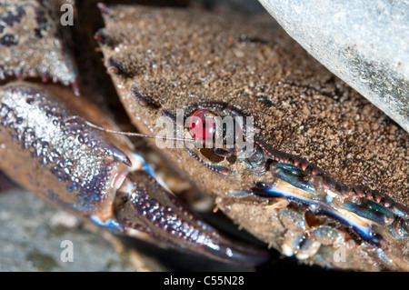 Eine Makroaufnahme samt schwimmen Krebse Auge unter einem Felsen. Stockfoto