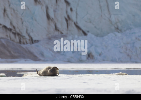 Bärtige Siegel (Erignathus Barbatus) auf einer Eisscholle, Holmiabukta, Spitzbergen, Svalbard-Inseln, Norwegen Stockfoto