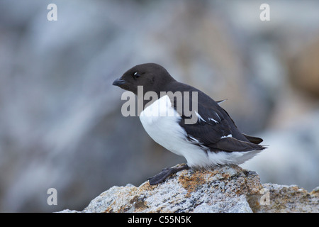 Nahaufnahme von ein wenig Auk (Alle Alle) hocken auf einem Felsen, Spitzbergen, Svalbard-Inseln, Norwegen Stockfoto