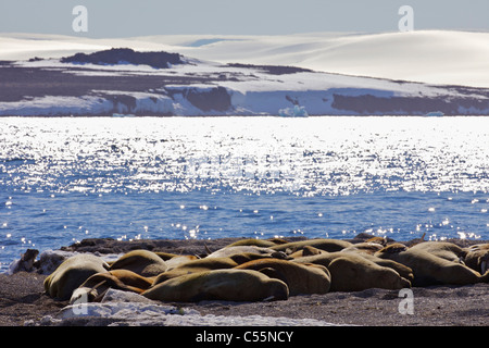 Herde von Walross (Odobenus Rosmarus) sonnen sich an der Küste, Svalbard-Inseln, Norwegen Stockfoto