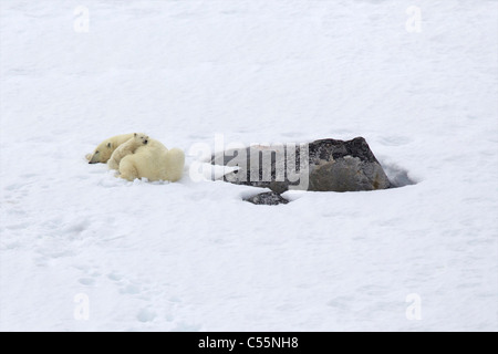 Weiblicher Eisbär (Ursus Maritimus) ruht mit seiner jungen im Schnee, Spitzbergen, Svalbard-Inseln, Norwegen Stockfoto