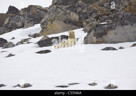 Weiblicher Eisbär (Ursus Maritimus) nursing der Cub im Schnee, Holmiabukta, Spitzbergen, Svalbard-Inseln, Norwegen Stockfoto