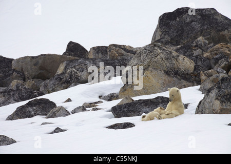 Weiblicher Eisbär (Ursus Maritimus) nursing der Cub im Schnee, Holmiabukta, Spitzbergen, Svalbard-Inseln, Norwegen Stockfoto