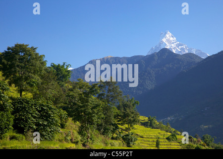 Reisfelder mit Anzeigen-Berg im Hintergrund von Ghandruk in Nayapul Trek, Annapurna Heiligtum betrachtet, Stockfoto