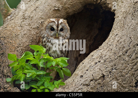 Waldkauz (Strix Aluco) in seinem Nest, Gloucestershire, England Stockfoto