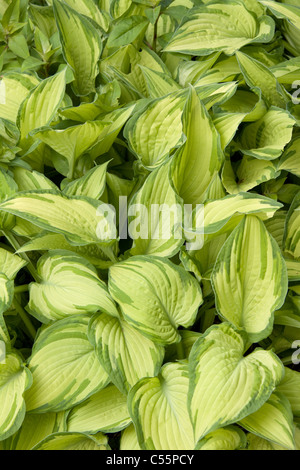 Hosta Fortunei Var albopicta Stockfoto