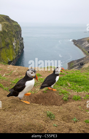 Zuchtpaar der Papageientaucher in der Nähe nisten Graben auf den Docht, Skomer Island, Pembrokeshire Coast National Park, Wales Stockfoto