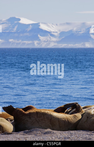 Herde von Walross (Odobenus Rosmarus) sonnen sich an der Küste, Svalbard-Inseln, Norwegen Stockfoto