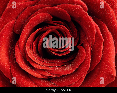 Nahaufnahme Foto von einer schönen roten Rose mit Wassertropfen auf ihre Blütenblätter Stockfoto