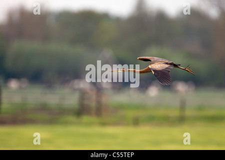 Der Niederlande, Groot-Ammers, Purpurreiher, Ardea Purpurea, fliegen. Stockfoto