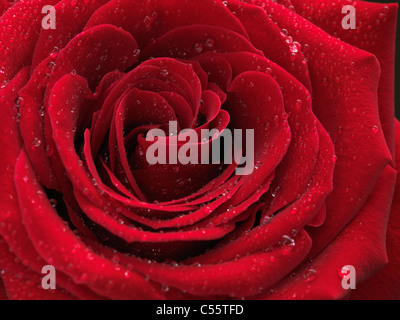 Nahaufnahme Foto von einer schönen roten Rose mit Wassertropfen auf ihre Blütenblätter Stockfoto