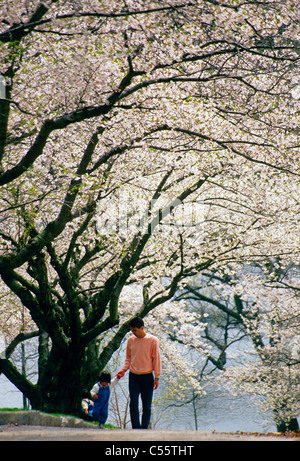 Kirschblüten im Frühling in Torontos High Park Stockfoto