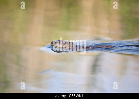 Den Niederlanden, Werkendam, De Biesbosch Nationalpark. Bisamratte Ondatra Zibethicus, schwimmen. Stockfoto