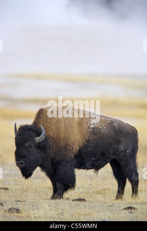 Amerikanische Bisons (Bison Bison), Lower Geyser Basin, Yellowstone-Nationalpark, Wyoming, USA Stockfoto