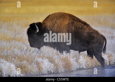 Amerikanische Bisons (Bison Bison) überquert einen Fluss, Firehole River, Lower Geyser Basin, Yellowstone-Nationalpark, Wyoming, USA Stockfoto