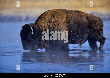 Amerikanische Bisons (Bison Bison) überquert einen Fluss, Firehole River, Lower Geyser Basin, Yellowstone-Nationalpark, Wyoming, USA Stockfoto