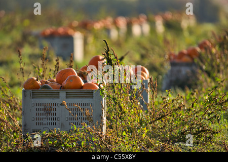 Kürbisse in einem Feld, Saanich Peninsula, Vancouver Island, British Columbia, Kanada Stockfoto