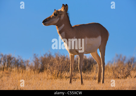 Gabelbock (Antilocapra Americana) stehen in einem Feld, Yellowstone-Nationalpark, Wyoming, USA Stockfoto