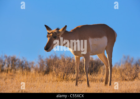 Gabelbock (Antilocapra Americana) stehen in einem Feld, Yellowstone-Nationalpark, Wyoming, USA Stockfoto