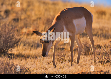 Gabelbock (Antilocapra Americana) grasen auf der Wiese, Yellowstone-Nationalpark, Wyoming, USA Stockfoto