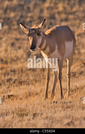 Gabelbock (Antilocapra Americana) stehen in einem Feld, Yellowstone-Nationalpark, Wyoming, USA Stockfoto