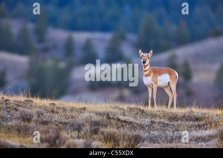 Gabelbock (Antilocapra Americana) stehen in einem Feld, Yellowstone-Nationalpark, Wyoming, USA Stockfoto