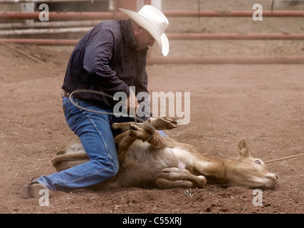 Mitbewerber eine Kalb zu binden, während das Kalb roping Ereignis beim jährlichen indischer Rodeo statt in Mescalero, New Mexico. Stockfoto