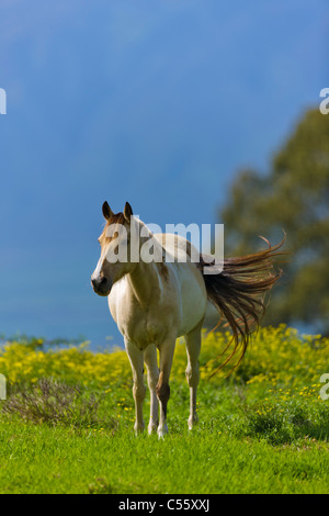 Pferd steht in einem Feld, Maui, Hawaii, USA Stockfoto