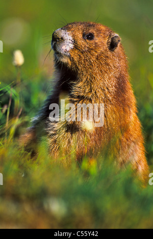 Olympisches Murmeltier (Marmota Olympus) im Rasen, Olympic Nationalpark, Washington State, USA Stockfoto