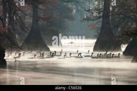 Kanadische Gänse (Branta Canadensis) schwimmen in einem See, Arkansas, USA Stockfoto