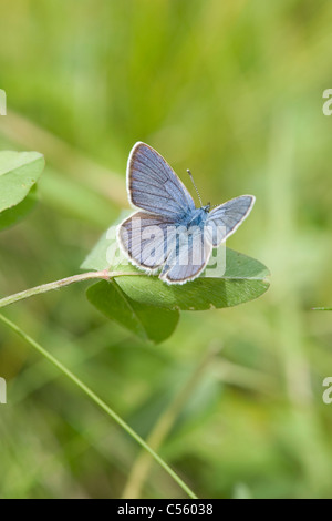 Die Mazarine Blue (Polyommatus Semiargus oder Cyaniris Semiargus) Stockfoto