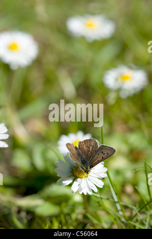 Die rußigen Kupfer (Lycaena Tityrus) auf Blume Stockfoto