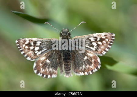 Der ergraute Skipper (Pyrgus Malvae) Stockfoto