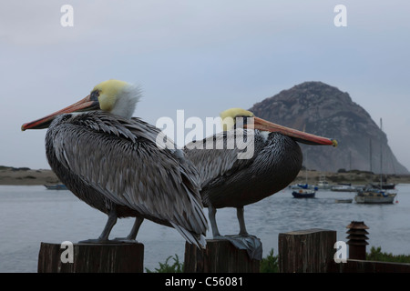 USA, California, braune Pelikane (Pelecanus Occidentalis) hocken auf hölzernen Pfosten, Morro Bay mit Booten und Morro Rock in Stockfoto