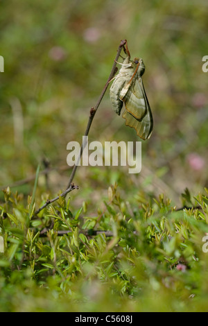 Lime Hawk-Moth (Mimas Tiliae) auf einem Zweig Stockfoto