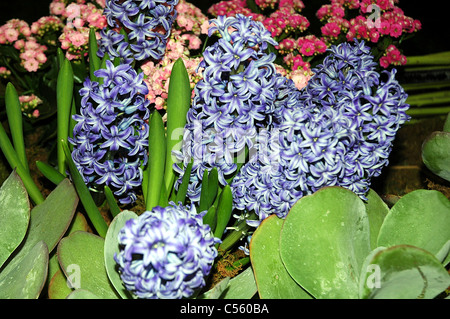 Hyazinthen sind eine beliebte Frühling Blume, die aus einer Glühbirne Sprossen. Stockfoto