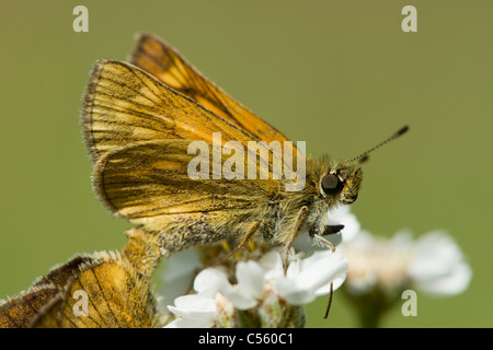 Paarung zweier großer Skipper (Ochlodes Sylvanus) Stockfoto