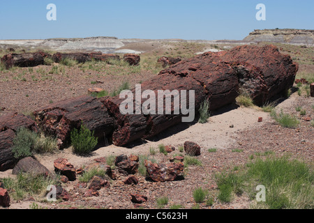 Ein großer Teil der einen versteinerten Baumstamm Stockfoto