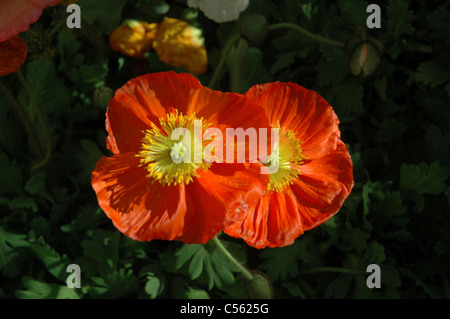 Ein paar von Mohn sitzen auf dem Display in der Bellagio Conservatory und botanische Gärten in Las Vegas, Nevada. Stockfoto