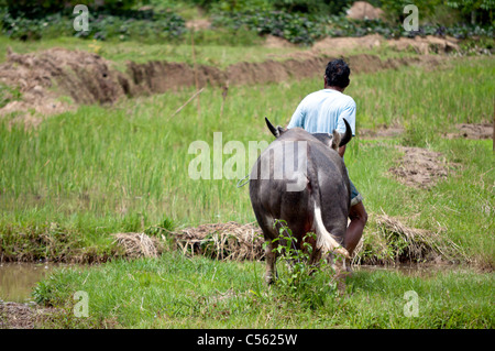 Landwirt mit Büffel in einem Feld in Indonesien Stockfoto